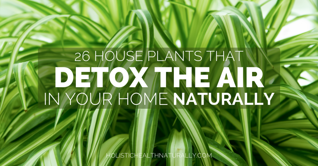 House-Plants-That-Detox-The-Air-In-Your-Home-Naturally-holistichealthnaturally_com_-826x433@2x