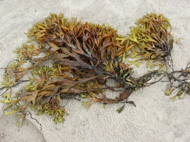 6 Benefits of Seaweed For Your Skin + a Coupon